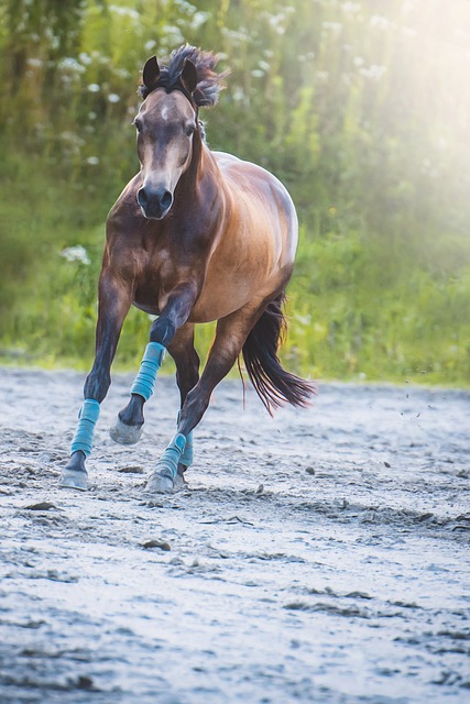 Bezpłatne pobieranie konia kucyka biegnij galopem na kucyku darmowe zdjęcie do edycji za pomocą bezpłatnego internetowego edytora obrazów GIMP