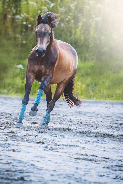 Free download horse pony run gallop riding pony free picture to be edited with GIMP free online image editor