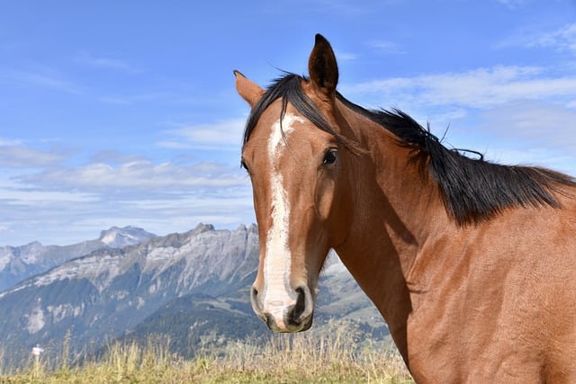 Free download horse portrait equine bay horse free picture to be edited with GIMP free online image editor