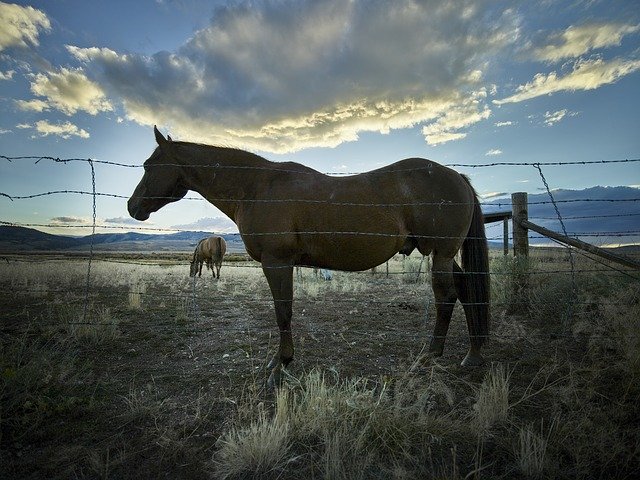 Libreng download Horse Portrait Silhouette libreng template ng larawan na ie-edit gamit ang GIMP online na editor ng imahe