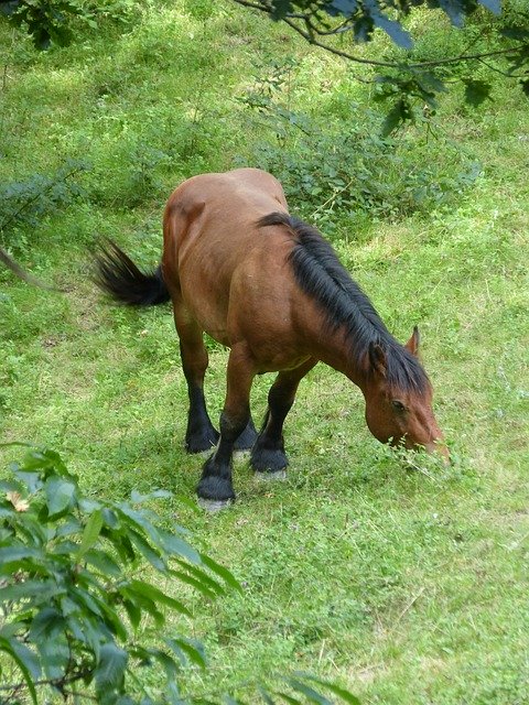 Free download Horse Prado Pacer -  free photo or picture to be edited with GIMP online image editor