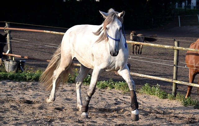 Unduh gratis Horse Pre Equine - foto atau gambar gratis untuk diedit dengan editor gambar online GIMP