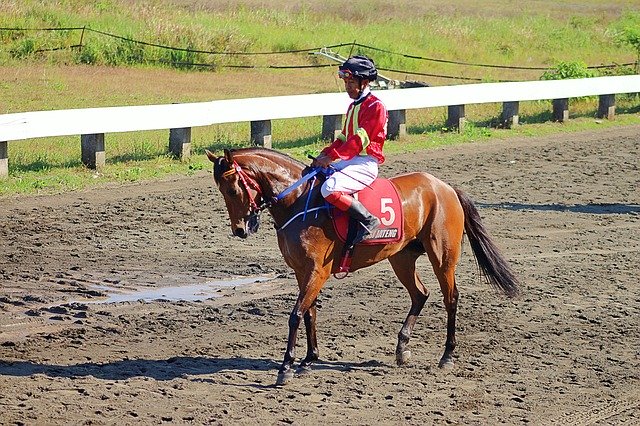 Free download Horse Race Indonesia -  free photo or picture to be edited with GIMP online image editor