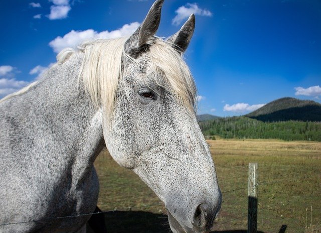 বিনামূল্যে ডাউনলোড করুন Horse Ranch Farm - বিনামূল্যে বিনামূল্যে ছবি বা ছবি GIMP অনলাইন ইমেজ এডিটর দিয়ে সম্পাদনা করতে হবে