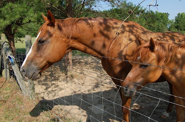 Téléchargement gratuit de Horse Ranch Riding - photo ou image gratuite à modifier avec l'éditeur d'images en ligne GIMP