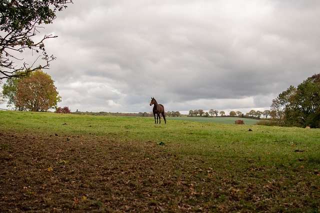 Horse Reiter Portrait'ı ücretsiz indirin - GIMP çevrimiçi resim düzenleyiciyle düzenlenecek ücretsiz fotoğraf veya resim