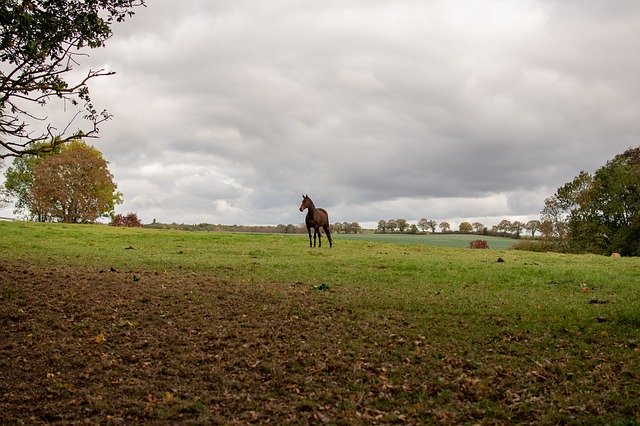 Free download Horse Reiter Portrait -  free photo or picture to be edited with GIMP online image editor