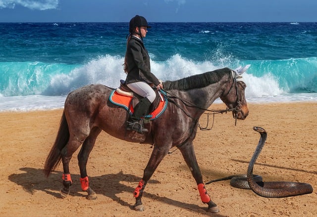 Free download horseriding beach snake free picture to be edited with GIMP free online image editor