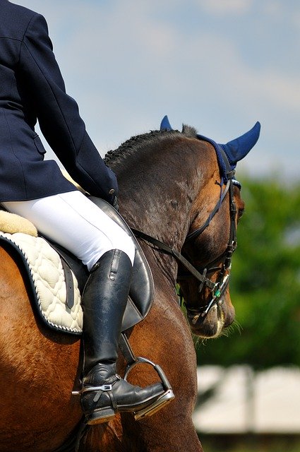 Скачать бесплатно Horse Riding Rider - бесплатное фото или изображение для редактирования с помощью онлайн-редактора изображений GIMP