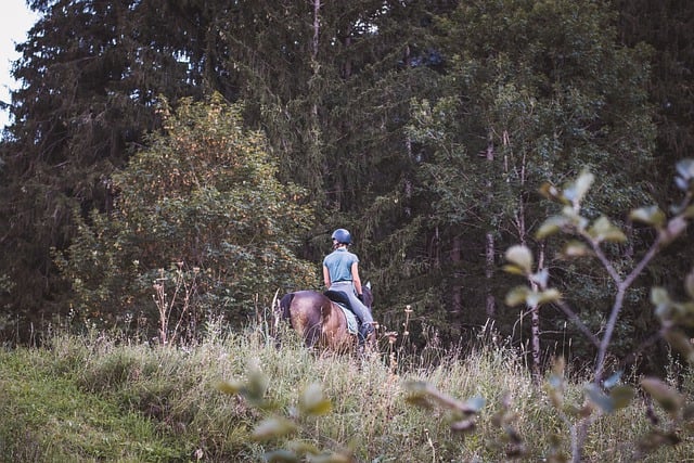 Kostenloser Download Reiterwiese Reiten kostenloses Bild, das mit dem kostenlosen Online-Bildeditor GIMP bearbeitet werden kann