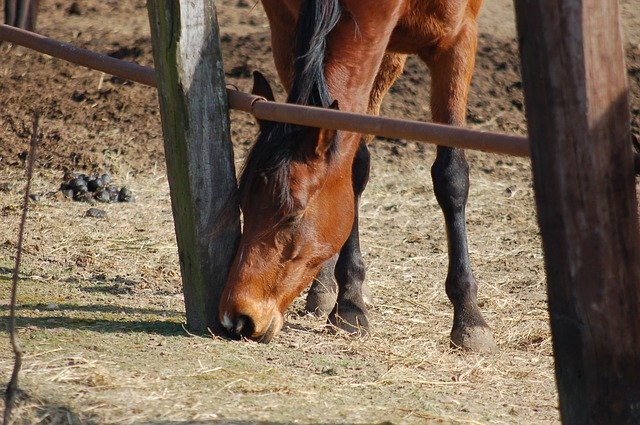 Bezpłatne pobieranie Szkoła Jazdy Konnej - bezpłatne zdjęcie lub obraz do edycji za pomocą internetowego edytora obrazów GIMP