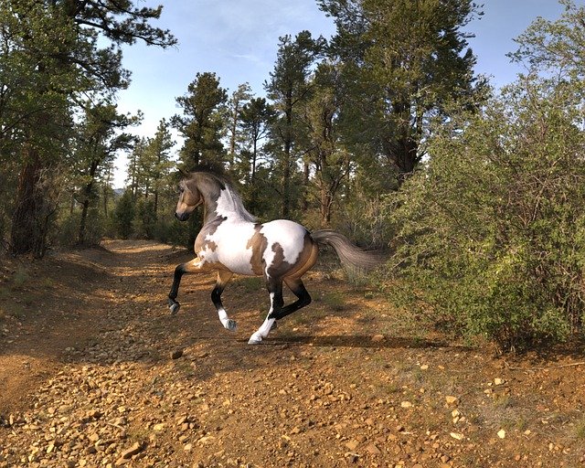 دانلود رایگان Horse Run Animal - تصویر رایگان برای ویرایش با ویرایشگر تصویر آنلاین رایگان GIMP