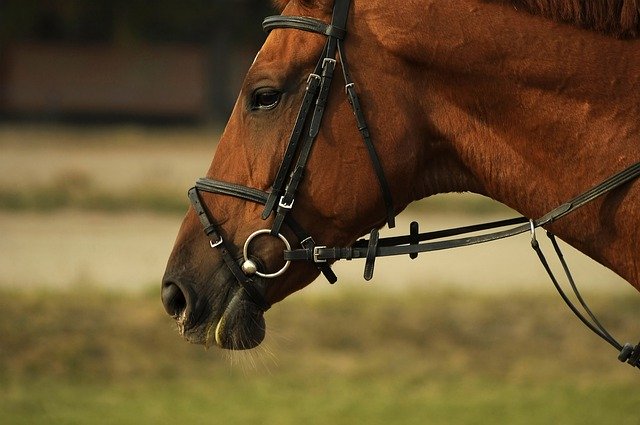Free download Horse Run Beautiful -  free photo or picture to be edited with GIMP online image editor