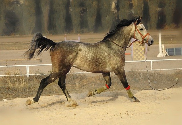 Unduh gratis Horse Running Korda - foto atau gambar gratis untuk diedit dengan editor gambar online GIMP