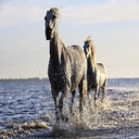 Horses  screen for extension Chrome web store in OffiDocs Chromium