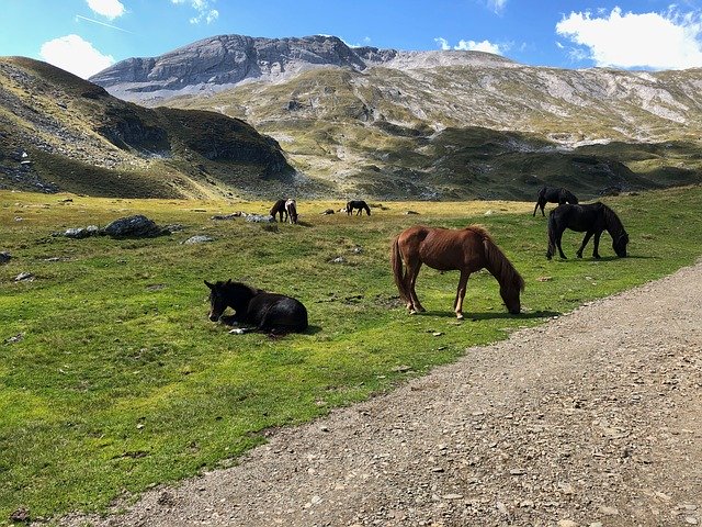 Descarga gratuita Horses Alm Pasture - foto o imagen gratuita para editar con el editor de imágenes en línea GIMP