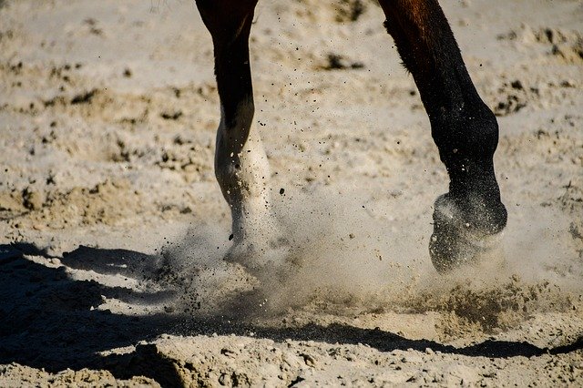 Free download Horse Sand Close Up Horseback -  free photo or picture to be edited with GIMP online image editor