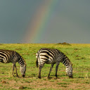 Horses and Rainbows  screen for extension Chrome web store in OffiDocs Chromium