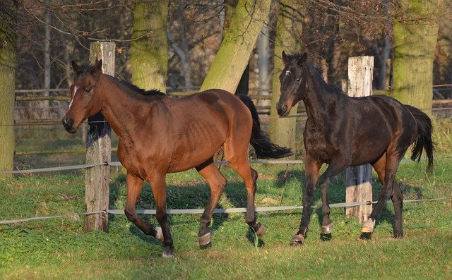 Free download Horses Animal Horse -  free photo or picture to be edited with GIMP online image editor