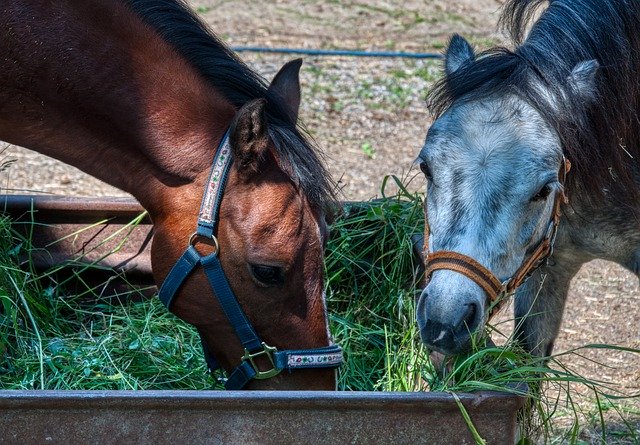 Free download Horses Animal Portrait Trough -  free photo or picture to be edited with GIMP online image editor