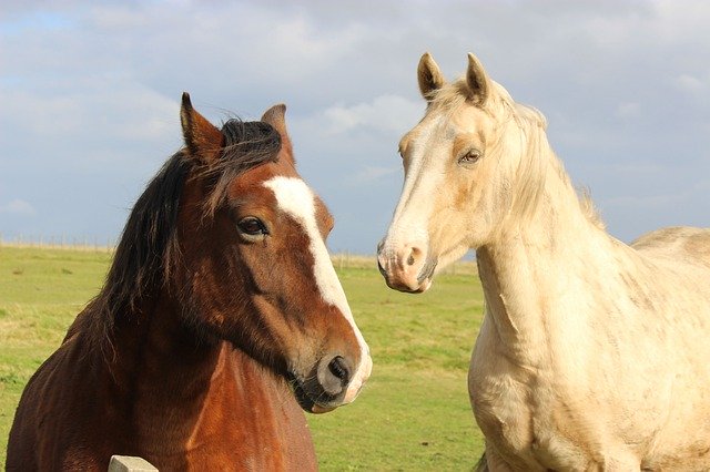 Free download Horses Animals Equine -  free photo or picture to be edited with GIMP online image editor