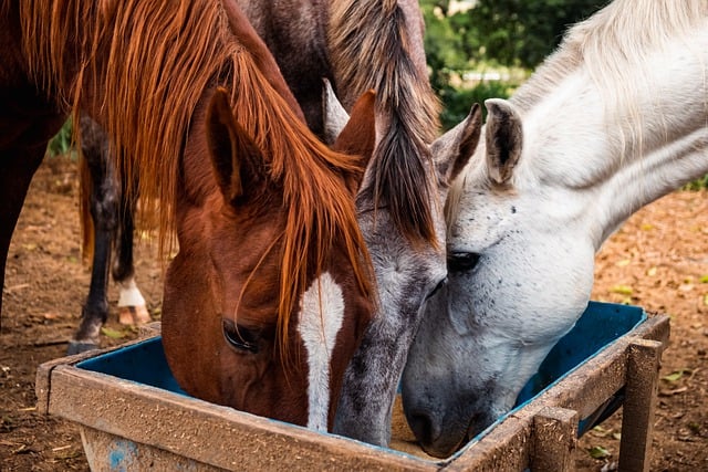 Free download horses animals farm feed free picture to be edited with GIMP free online image editor