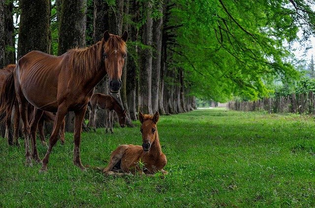 Muat turun percuma Horses Animals Field - foto atau gambar percuma untuk diedit dengan editor imej dalam talian GIMP