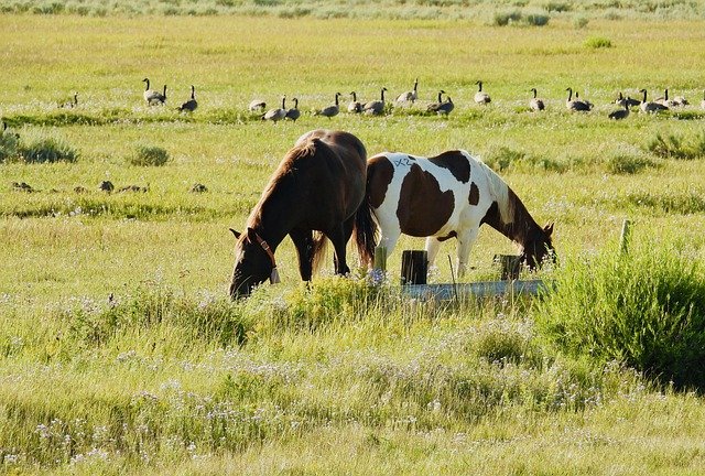 Free download horses animals field ducks birds free picture to be edited with GIMP free online image editor