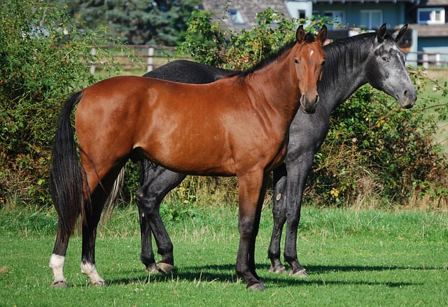 Free download horses animals portrait equestrian free picture to be edited with GIMP free online image editor