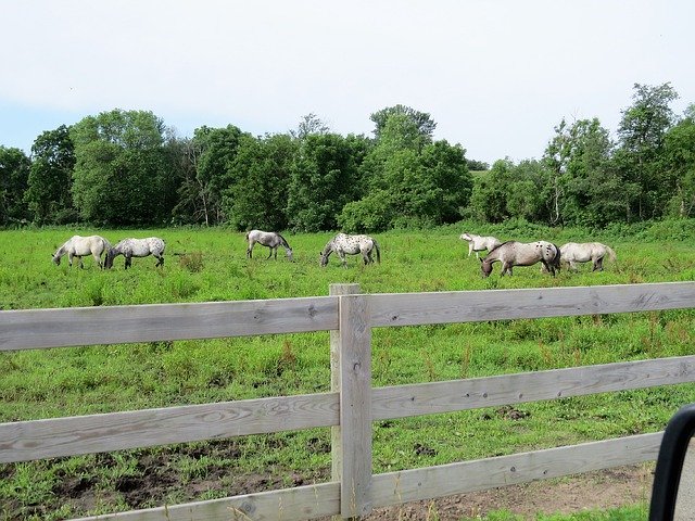 تنزيل مجاني Horses Appaloosa Large - صورة مجانية أو صورة ليتم تحريرها باستخدام محرر الصور عبر الإنترنت GIMP