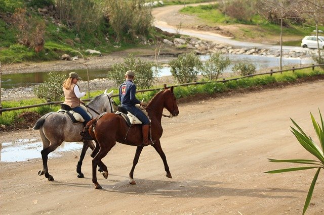 Gratis download Horses Autumn Nature - gratis foto of afbeelding om te bewerken met GIMP online afbeeldingseditor