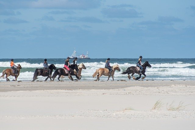 Free download Horses Beach Sand -  free photo or picture to be edited with GIMP online image editor