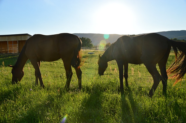 Free download horses bunch hungary grass sunset free picture to be edited with GIMP free online image editor