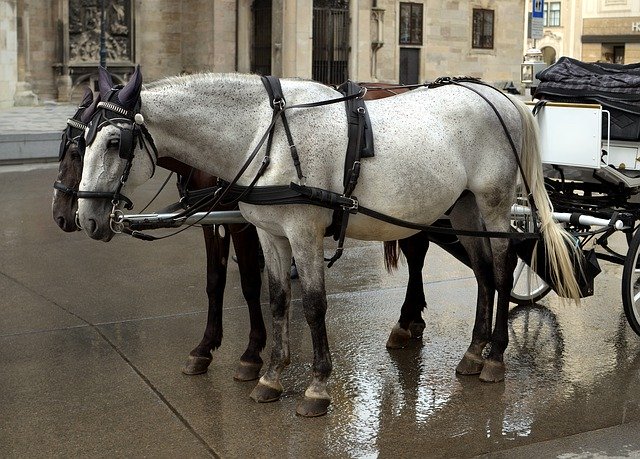 Free download Horses Cab Cart -  free photo or picture to be edited with GIMP online image editor