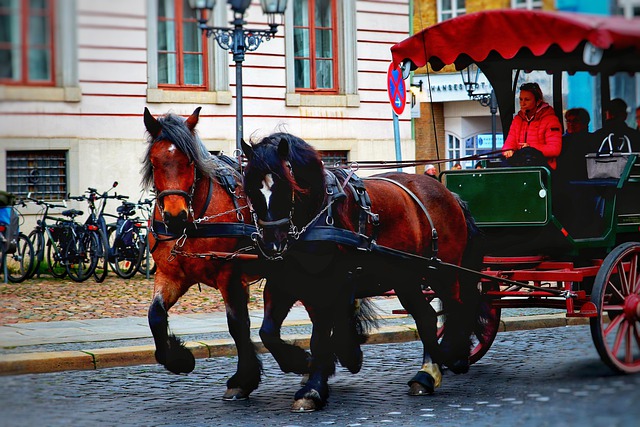 Free download horses carriage horses coach free picture to be edited with GIMP free online image editor