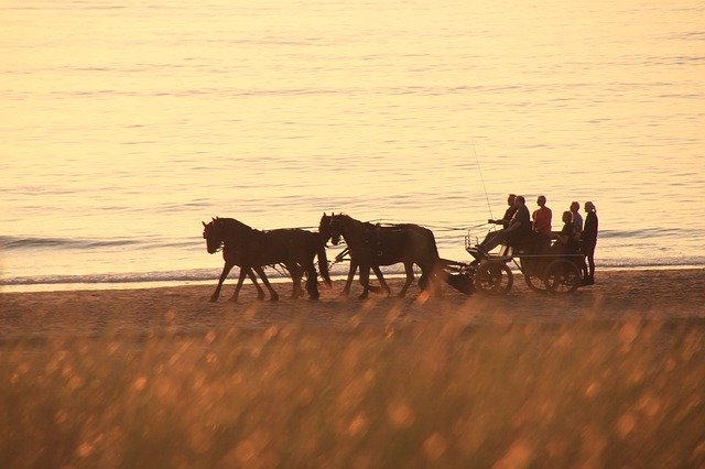Free download Horses Coach Beach -  free photo or picture to be edited with GIMP online image editor