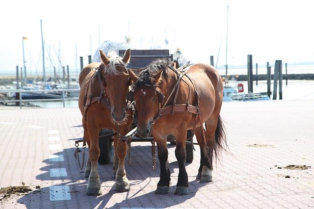 Free download Horses Coach Transport -  free photo or picture to be edited with GIMP online image editor