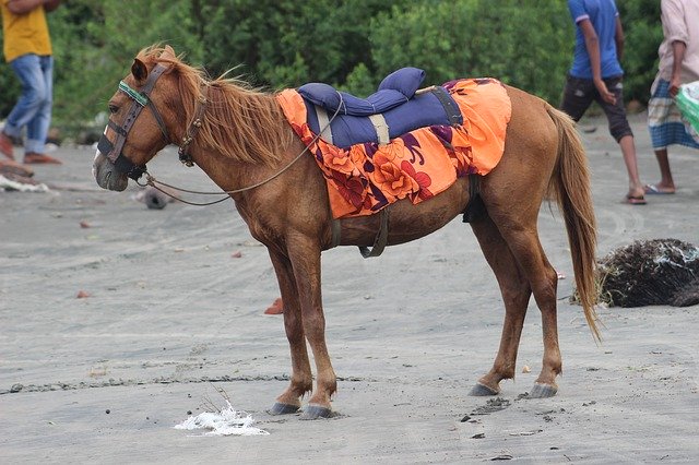 Descărcare gratuită Horse Sea - fotografie sau imagine gratuită pentru a fi editată cu editorul de imagini online GIMP