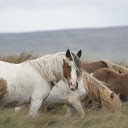Horses eat grass  screen for extension Chrome web store in OffiDocs Chromium