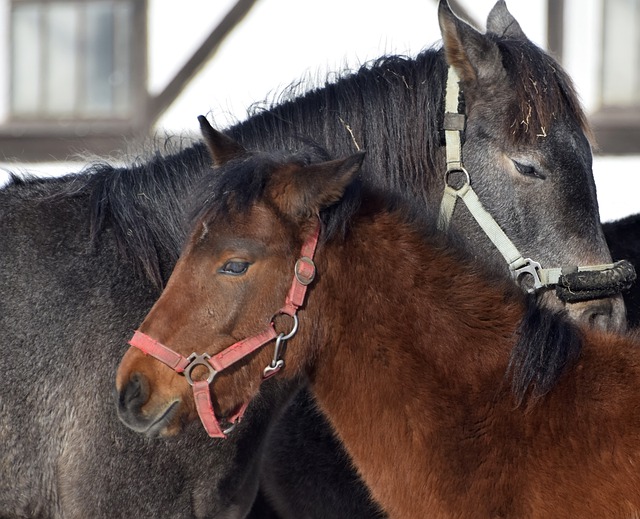 Free download horses equine equestrian together free picture to be edited with GIMP free online image editor