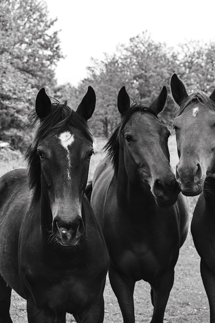 Free download horses equines animal pasture free picture to be edited with GIMP free online image editor