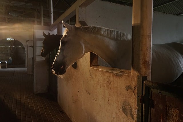 Free download horses farm whitehorse animal free picture to be edited with GIMP free online image editor