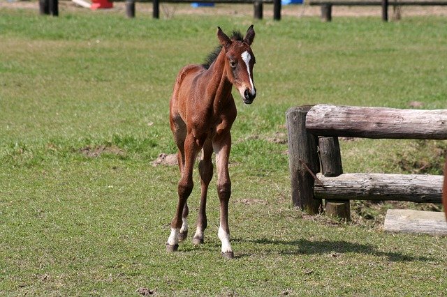 Free download Horses Foal -  free photo or picture to be edited with GIMP online image editor