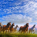 Horses galloping wallpaper  screen for extension Chrome web store in OffiDocs Chromium