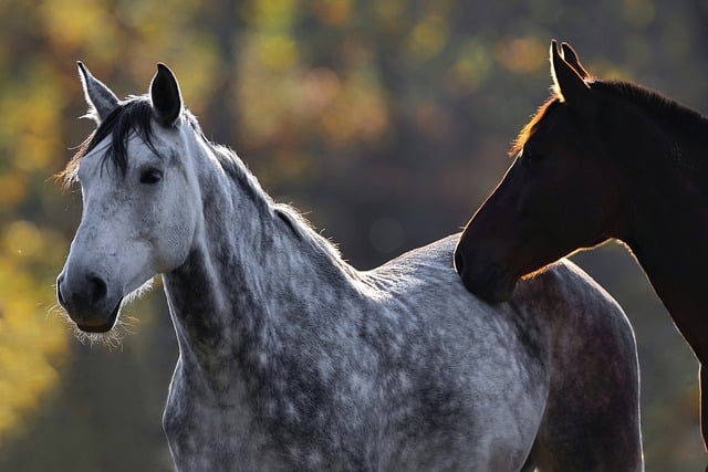 Free download horses gray coat penalty free picture to be edited with GIMP free online image editor