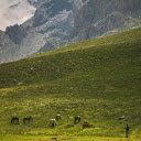 Horses Grazing on a Verdant Pasture  screen for extension Chrome web store in OffiDocs Chromium