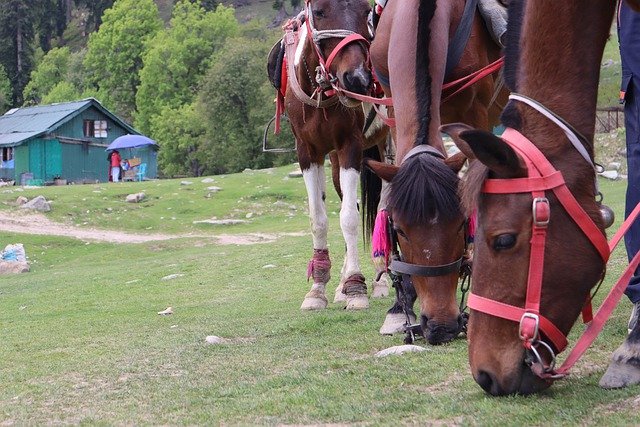 Free download horses grazing ranch animals free picture to be edited with GIMP free online image editor