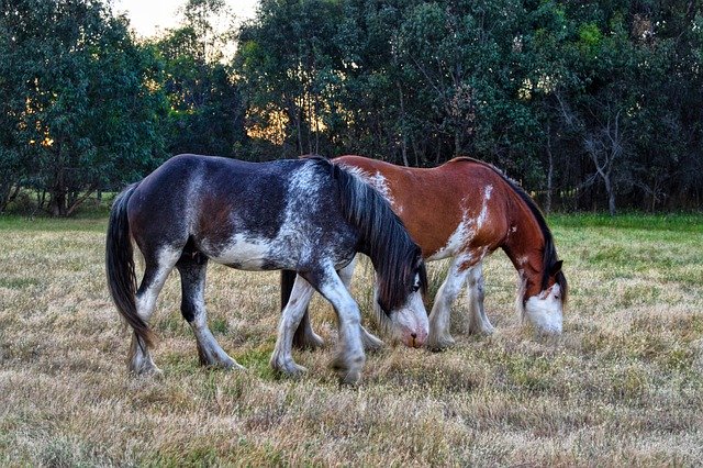 Templat Photo Horses Heavy Horse Grazing - untuk OffiDocs