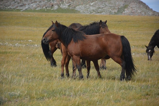 Free download horses herd animals pasture free picture to be edited with GIMP free online image editor