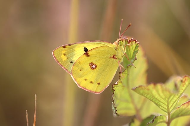 Free download horseshoe clover yellow butterfly free picture to be edited with GIMP free online image editor